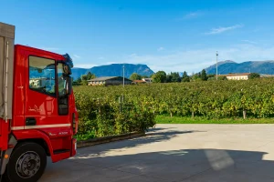 i bamboi gran tour 6